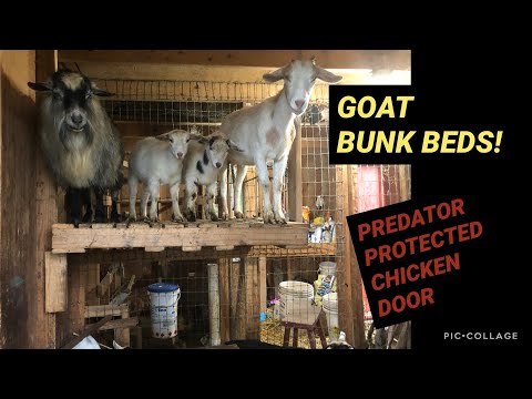 Видео: Советы и рекомендации по объединению сарая для коз и кур