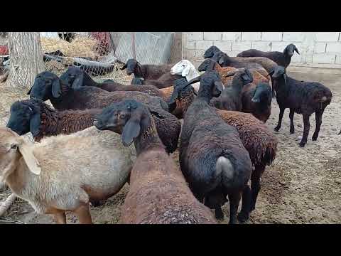 Видео: СРОЧНО ГУСФАНДҲОИ ФУРУШИ