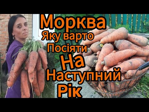 Видео: Морква яку варто посіяти на наступний рік 🥕🥕🥕🥕🥕