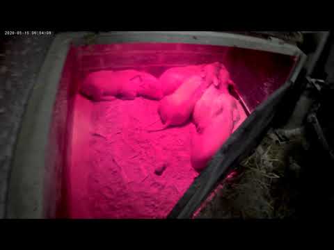 Видео: ГЛИСТОГОНИМ СВИНОМАТОК/КАКОЙ ПРЕПАРАТ ИСПОЛЬЗУЕМ ОТ ГЛИСТОВ/