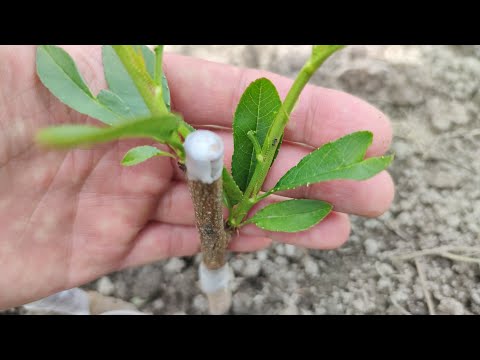 Видео: Прививка Персика весной // Grafting peach in spring