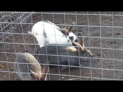 Видео: Вольерное содержание кроликов. ( Запустили новую партию  кроликов в вольер).