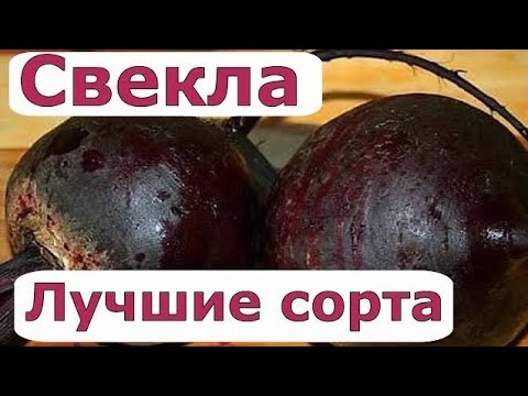 Видео: 517 Свекла. Лучшие сорта