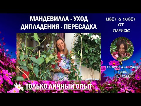 Видео: МАНДЕВИЛЛА ИЛИ ДИПЛАДЕНИЯ СЕКРЕТЫ УХОДА И ПЕРЕСАДКА | ТОЛЬКО ЛИЧНЫЙ ОПЫТ