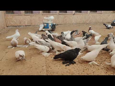 Видео: 28 октября 2025 г.