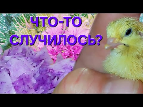 Видео: Милота-Мелкота/ОДНА В ДЕРЕВНЕ
