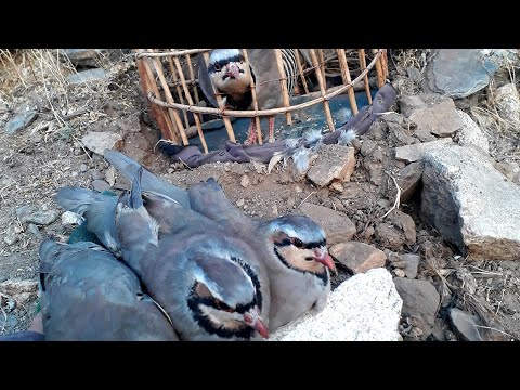 Видео: 19 ОКТЯБР 2025 АНА БАЧА ШИКОРА БИ💥💥👍👍👍👍