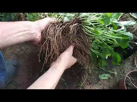 Видео: Ромашка. Осенняя пересадка.