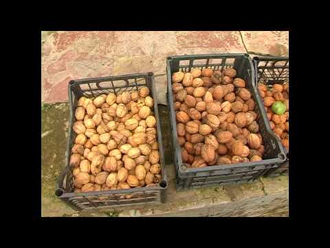 Видео: 9.10.17 Село і люди (Горіхи)