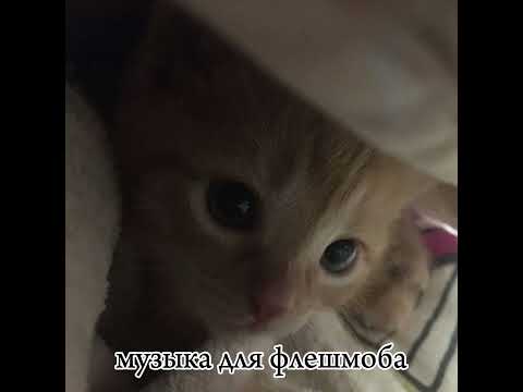 Видео: музыка для флешмоба 🚹