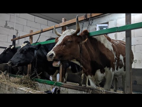 Видео: У КОРОВ СТРЕСС ОТ НОВОГО САРАЯ они в шоке и Я тоже...
