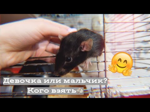 Видео: КРЫСЫ МАЛЬЧИКИ ИЛИ ДЕВОЧКИ КОГО ЛУЧШЕ ВЗЯТЬ? / КАК ВЫБРАТЬ ДЕКОРАТИВНУЮ КРЫСУ