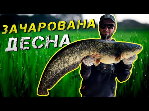 Видео: ✅Фрикціон ДИМИТЬ! Сом на спінінг✅