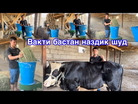 Видео: Парвариши Бука дар Точикистон сезон наздик шуд, чи бояд кард,  15 июля 2025 г.