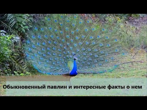 Видео: Обыкновенный павлин и интересные факты о нем
