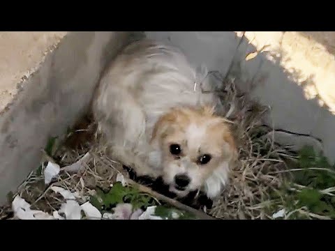 Видео: Сука родила 5 щенков, 4 погибли, но она все еще не выпускает одного изо рта