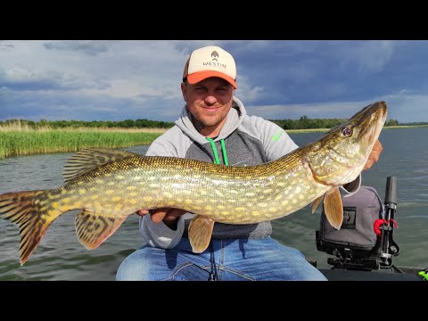 Видео: Как поймать БОЛЬШУЮ щуку? Все СЕКРЕТЫ!