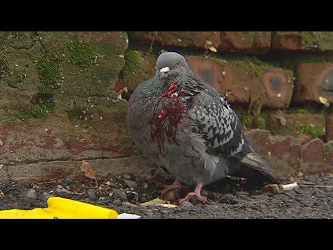 Видео: В Перми неизвестный расстреливает голубей из пневматики