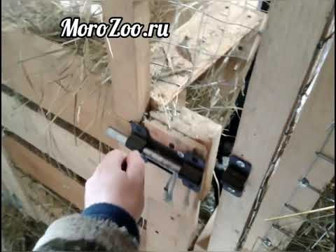 Видео: Условия содержания Карликовых Камерунских коз