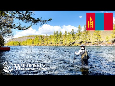 Видео: Рыбалка на монгольского тайменя