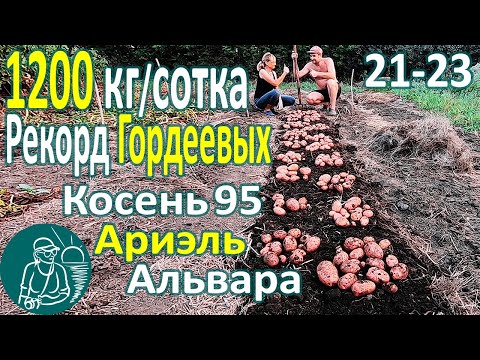 Видео: 🏆 Рекордный урожай 🥔 Сбор урожая 26 сортов картофеля в жарком климате: Альвара, Ариэль, Косень 95