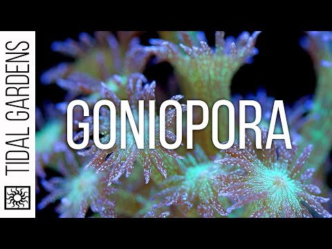 Видео: Советы по уходу за кораллами Goniopora
