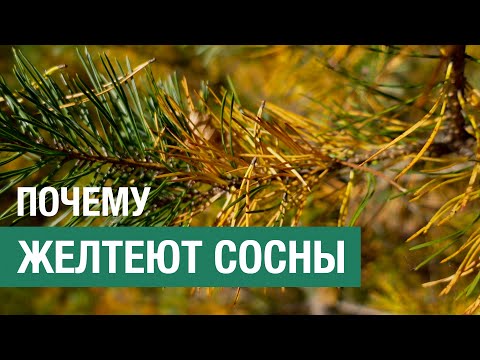 Видео: Почему осенью массово желтеют вечнозеленые сосны