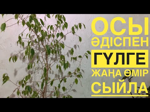 Видео: ФИКУС БЕНДЖАМИН Жаңа өмір сыйлау,отырғызу. 2-БӨЛІМ