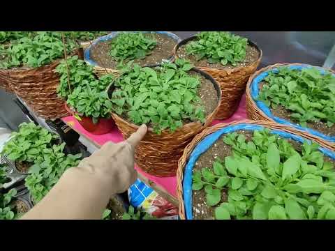 Видео: Высаживаю петунию на ПМЖ. После такой пересадки петуния растет на глазах. Какой обьем кашпо выбрать.