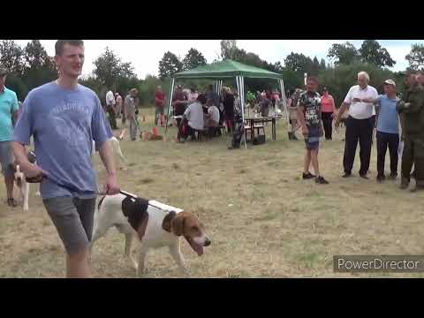 Видео: ХХII Республиканская выставка охотничьих собак (русские пегие гончие)