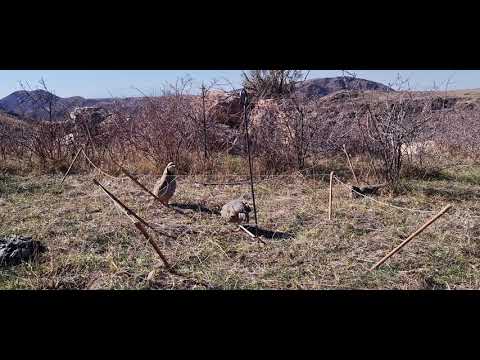 Видео: 5 ноября 2025 г.