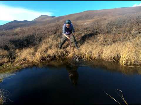 Видео: Хариусы. Якутия. Эвено-Бытантайский улус