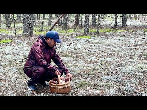 Видео: БОРОВИКИ БЕЛЫЕ ГРИБЫ ВОКРУГ! Царская тихая охота! Грибы 2025