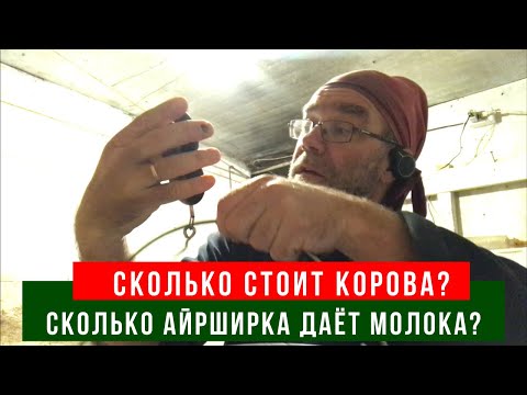 Видео: Где купить и сколько стоит АЙРШИРСКАЯ корова?!