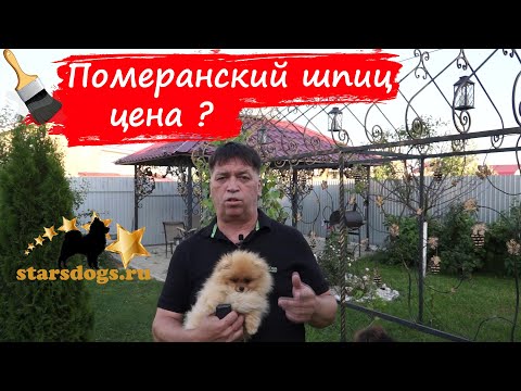 Видео: померанский шпиц цена ?