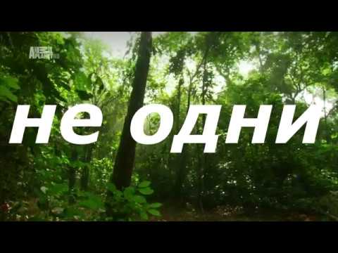 Видео: соль  мы не одни