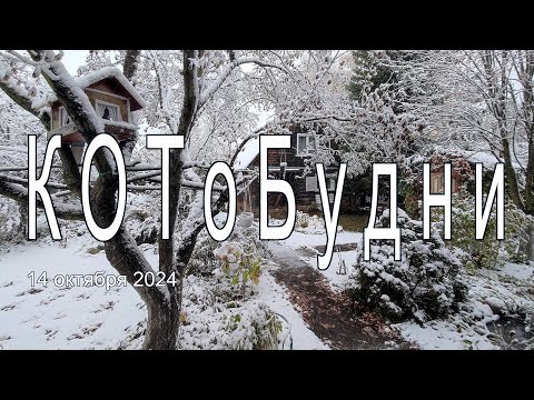 Видео: На Покров до обеда осень, а после обеда — зима или КОТоБудни