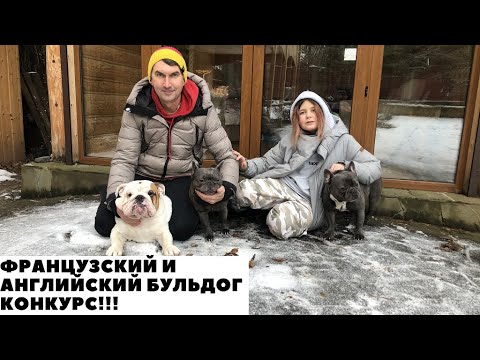 Видео: Французский и Английский Бульдог живут вместе/КОНКУРС