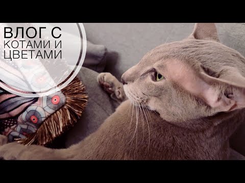 Видео: Выбрасываю ёлку! Ориентальный кот кусается. Икра, цветы, снег, машина. Влог