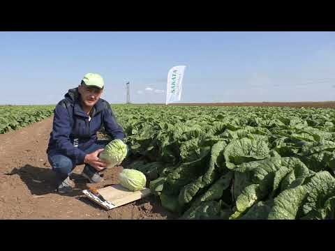 Видео: Пекинская капуста КИСЕКИ F1, технология выращивания для идеального результата! #пекинскаякапуста