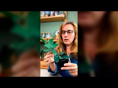 Видео: Что делать с молодыми дубами, ч.1 (запись прямого эфира).