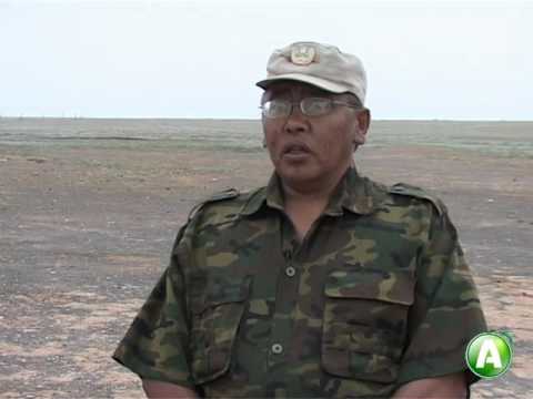 Видео: Охота на сайгаков в Костанайской области