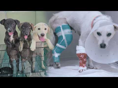 Видео: Что происходит, когда мать, которая не могла ходить, начинает ходить?