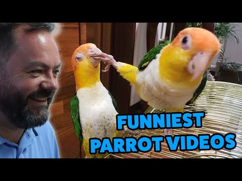 Видео: Реакция БРИТАНЦЕВ на «Я хотел попугая, но Бог дал мне комика!»