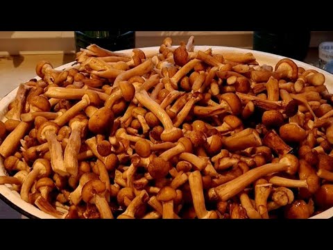 Видео: ОЧЕНЬ ЗА ВАС РАДА / ХВАТИТ ИХ НАБИРАТЬ / ЗАКУПОЧКИ /