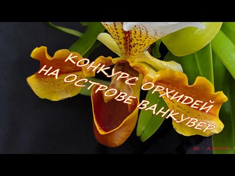 Видео: КАНАДА. ИЗ ЖИЗНИ ОРХИДЕЙ