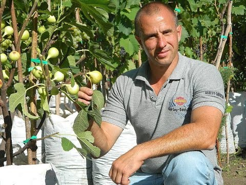 Видео: Инжир. Урожай. Сезон 2017 (Figs. Harvest. Season 2017)