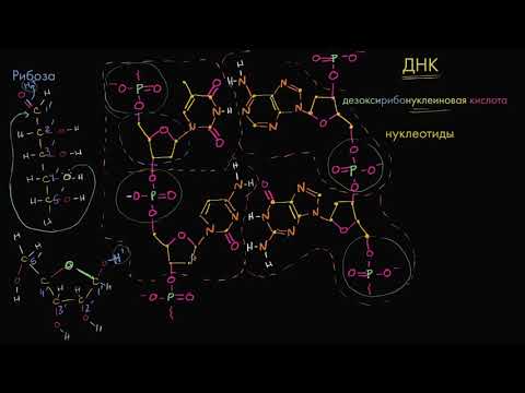 Видео: Молекулярная структура ДНК  (видео 5)| ДНК. Молекулярная генетика | Биология