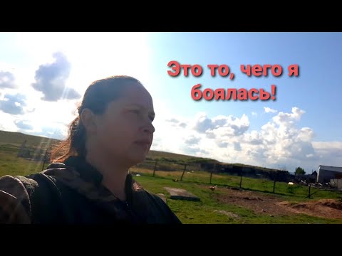 Видео: Ошибки при обезроживание козлят. Об этом ни где не говорят.