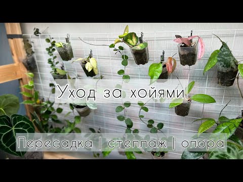 Видео: Уход за хойями | пересадка | стеллаж | опора